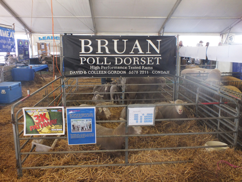 Bruan Poll Dorsets Sheepvention 2012