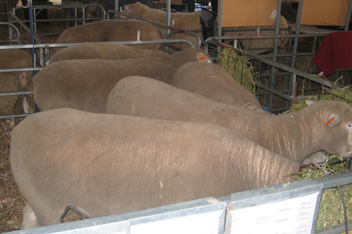 2011 Bruan Poll Dorset Flock rams