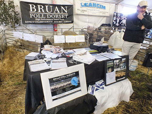 Bruan at Sheepvention 2014