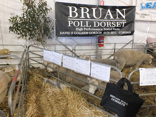 Bruan at Sheepvention 2014