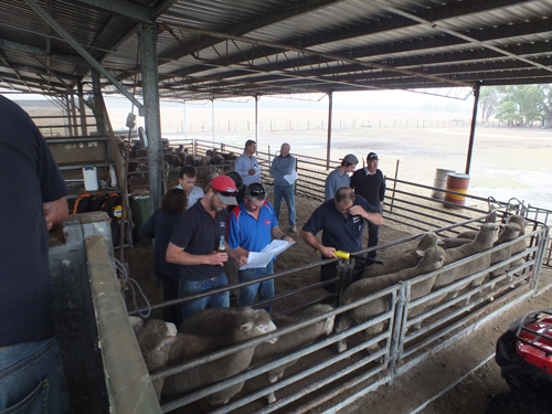 Inspecting elite rams at Bruan