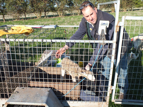 Bruan Poll Dorset lamb weighing and tagging