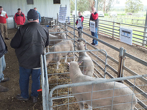 Bruan Poll Dorset Ram select workshop 2013