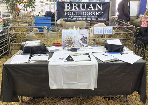 Sheepvention 2013 - Bruan Poll Dorset site