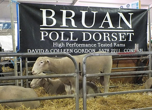 Sheepvention 2013 - Bruan Poll Dorset